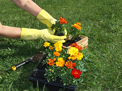 Plants & Flower Beds, Norwalk, VA